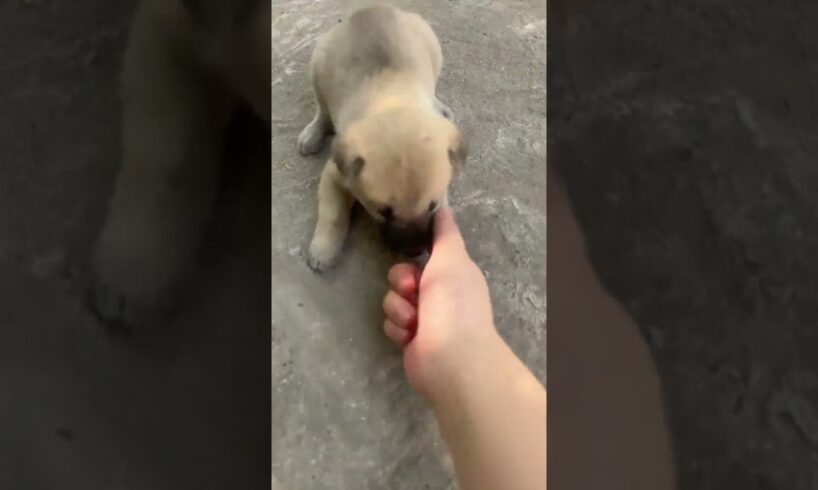 There are so many cute puppies