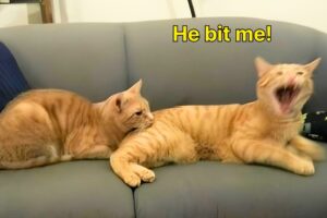 These Cats Speak English Better Than Hooman!