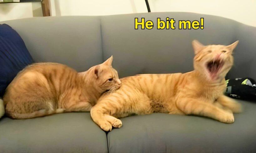 These Cats Speak English Better Than Hooman!
