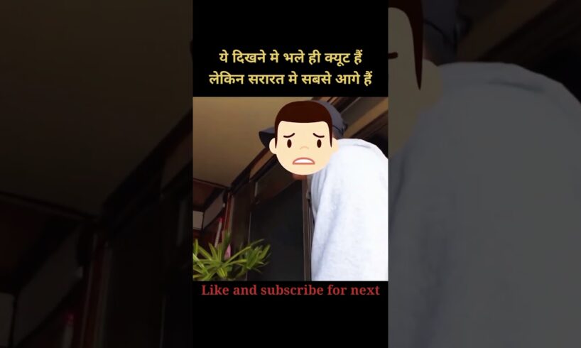 These cute puppies are very naughty | 😯 #shorts #holliwood #movieexplained #animals