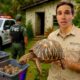 This HOUSE Was FULL Of TORTOISES LEFT TO DIE!