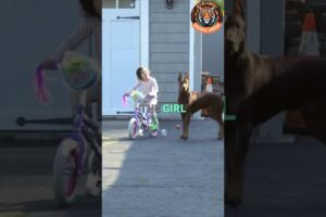 This Is Why the Doberman Is the Best Guard Dog for Your Child 🐕❤️