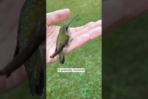 This family rescued a trapped hummingbird and then this happened...
