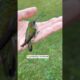This family rescued a trapped hummingbird and then this happened...