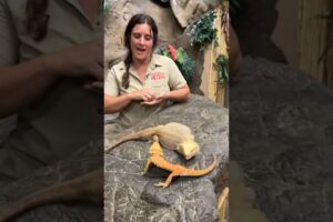 This is How Bearded Dragons show Their Dominance😅🤩