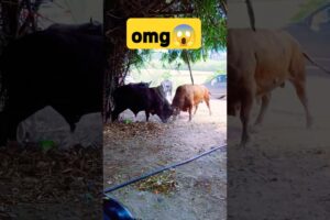 This is the Most Insane Bull Fight Ever😱 #shorts #lyunaff