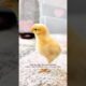 This woman rescued a tiny chick from the road and raised him