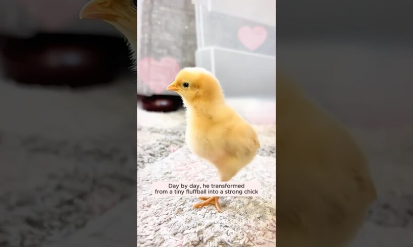 This woman rescued a tiny chick from the road and raised him