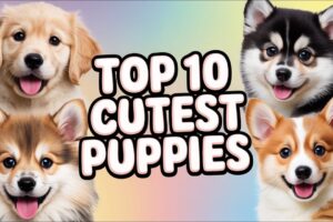 Top 10 Cutest Puppies In The World|Cute Dogs