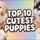 Top 10 Cutest Puppies In The World|Cute Dogs