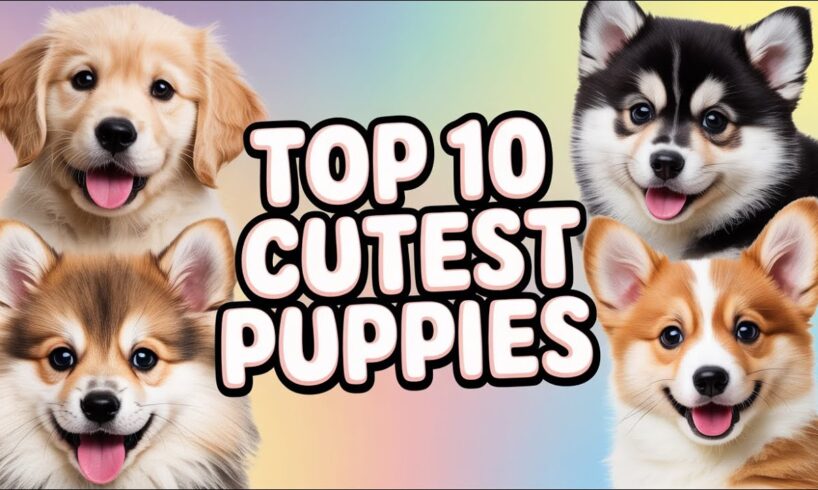 Top 10 Cutest Puppies In The World|Cute Dogs