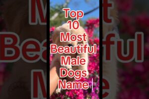 Top 10 Most Beautiful Male Dog Names #dognames #shorts