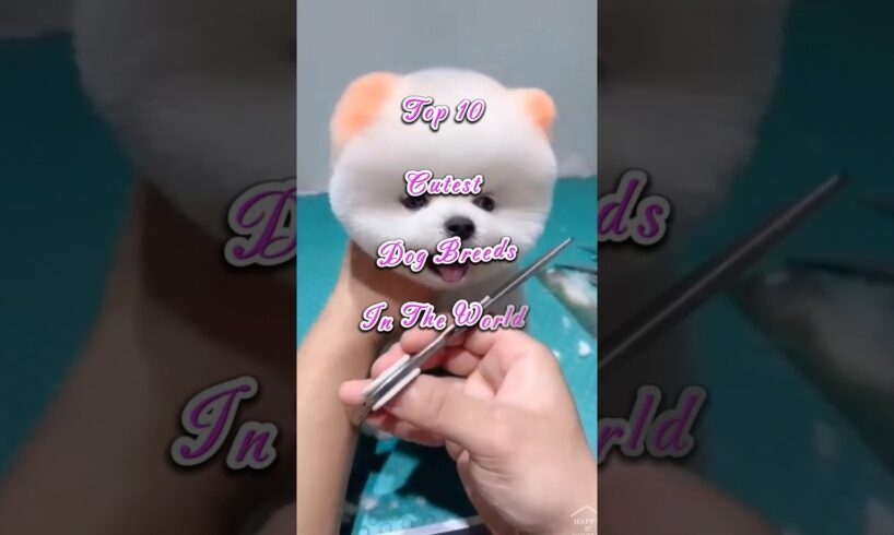 Top 10 cutest dog breeds in the world #shorts #trending