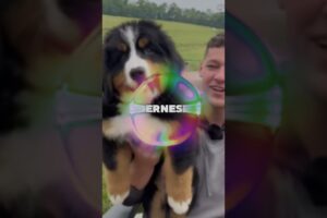 Top 4 Cutest Puppies, The last one is so lovely! #shorts #animals #dogs