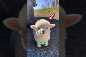 Top 5 Cutest Animals That Stay Tiny Forever 🐾🍼 #shorts#top5 #cutestanimals