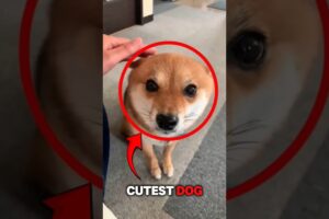 Top 5 Cutest Dogs #dogs #shorts #cuteanimals