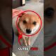 Top 5 Cutest Dogs #dogs #shorts #cuteanimals