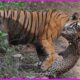 Tragic! DEADLIEST Tiger Attacks Ever Caught on Camera | Animal Fights