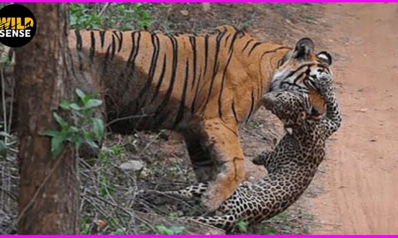 Tragic! DEADLIEST Tiger Attacks Ever Caught on Camera | Animal Fights