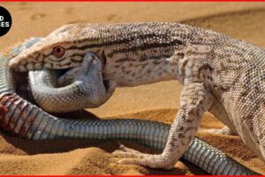 Tragic! The DEADLIEST Monitor Lizard Attacks Ever Caught on Camera | Animal Fights