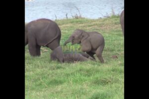 Two baby elephants are playing | Elephant | Baby elephants | Animals | Wildlife #elephant #animals