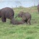 Two baby elephants are playing | Elephant | Baby elephants | Animals | Wildlife #elephant #animals