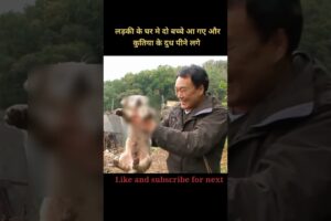 Two cute puppies entered the girl's house | 😯 #shorts #holliwood #movieexplained #animals