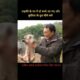 Two cute puppies entered the girl's house | 😯 #shorts #holliwood #movieexplained #animals