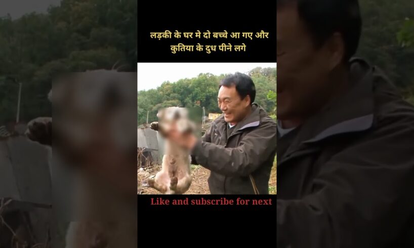 Two cute puppies entered the girl's house | 😯 #shorts #holliwood #movieexplained #animals