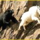Unbelievable Moments When Bear Attack Caught On Camera | Animal Fights