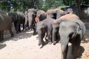 🔴Unbelievable moment wildlife elephant Sri Lanka in Asian animal rescue | Wild Elephant 23 Sept 2025