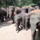 🔴Unbelievable moment wildlife elephant Sri Lanka in Asian animal rescue | Wild Elephant 23 Sept 2025