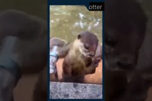 Unparalleled baby sea otter is different playing #seaotter #cute #viralvideo #shorts #animals