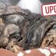 Update on Angel the extremely matted and neglected dog