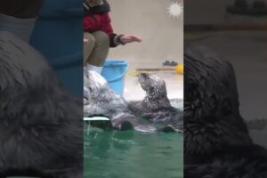 Watch stunning play of cute sea otter #viralvideo #seaotter #shorts #cute #animals