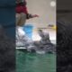 Watch stunning play of cute sea otter #viralvideo #seaotter #shorts #cute #animals