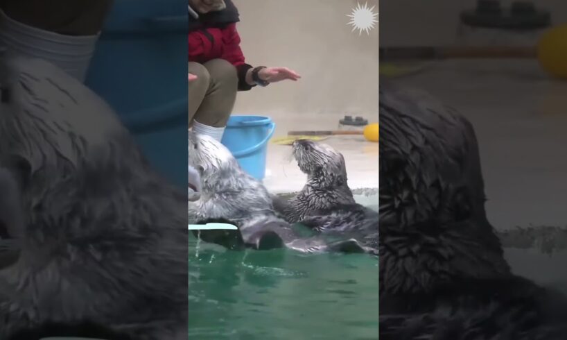 Watch stunning play of cute sea otter #viralvideo #seaotter #shorts #cute #animals