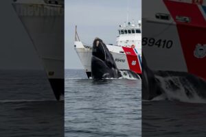 Whale Prevents Coast Guard Ship From Getting Into A Whirlpool! #rescue #animals #wildlife
