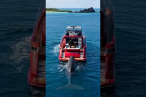 Whale Saves Yacht Crew From Deadly Accident! #rescue #animals #Wildlife