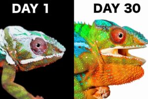 When a Chameleon Trusts You…