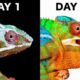 When a Chameleon Trusts You…
