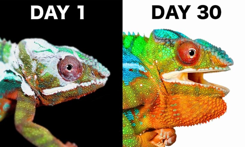 When a Chameleon Trusts You…