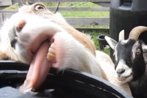 When you're too thirsty and forget all about your image 😆🐐 Funny Animals 2025