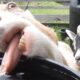 When you're too thirsty and forget all about your image 😆🐐 Funny Animals 2025