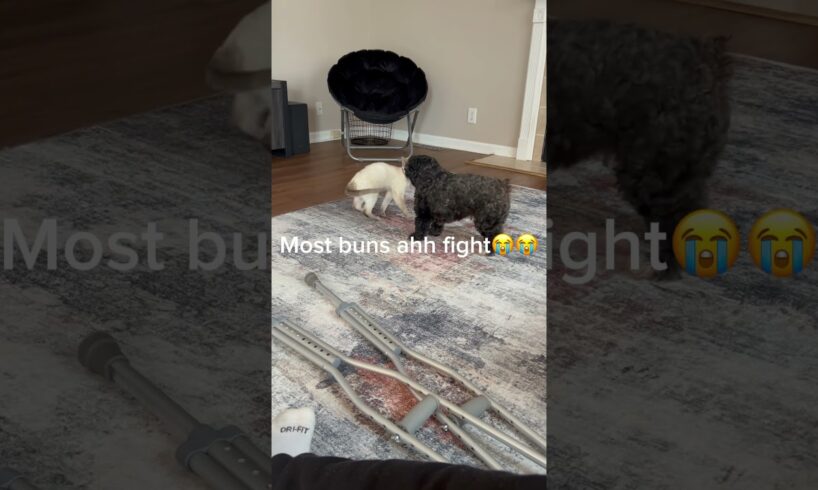 Who will win 🏆 #pets #animals #fighting #funny #lmao