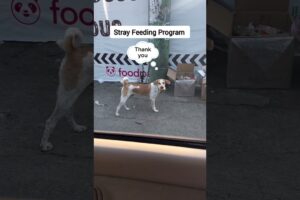 Wholesome Dog Rescues Videos