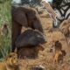 Wild Animal Fights And Unexpected Rescues! : Elephant, Lion, Leopard & Wild Heroes! #wildlife