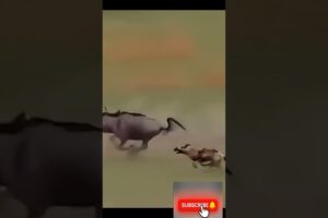 Wild Animal Fights #animalshorts #viralvideo @BestAnimalVideos-24