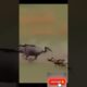 Wild Animal Fights #animalshorts #viralvideo @BestAnimalVideos-24