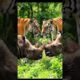 Wild animal fight caught on video – Tigers vs Rhinos 🐾 #WildlifeBattle #ViralShorts #Nature #tiger